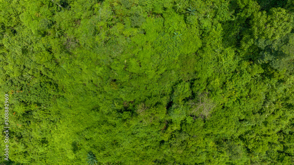 自然清洁空气，野生森林山上美丽的天然绿地鸟瞰图