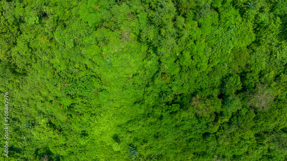 自然清洁空气，野生森林山上美丽的天然绿地鸟瞰图