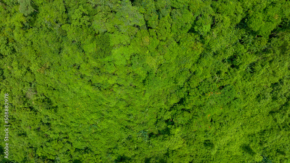 Aerial view of beautiful natural green field of forest in the wild forest mountain ,Clean Air natura