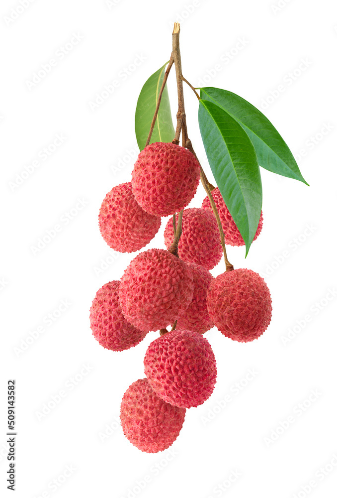 Bunch of Lychee isolate on white background.