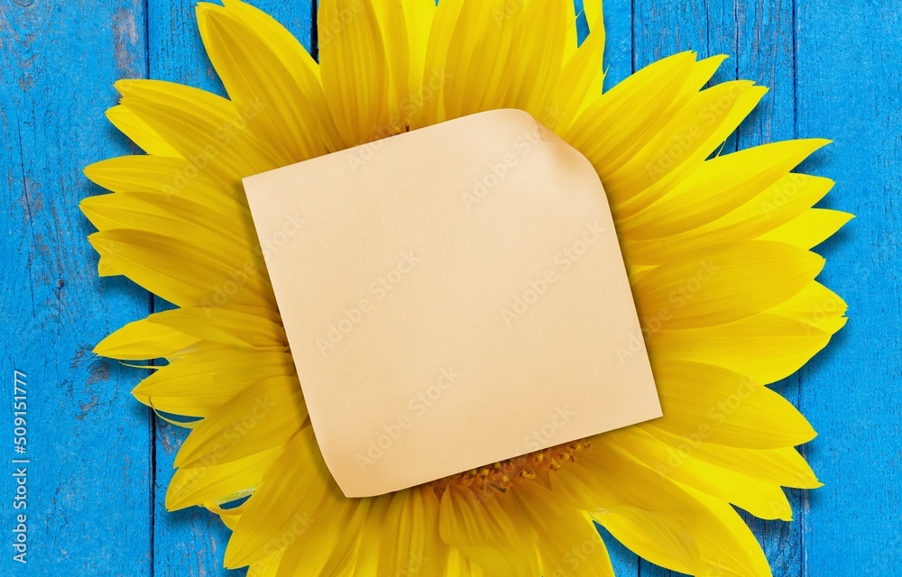 Blank paper with the background of beautiful smiling sunflower blossom. Morning spirit.