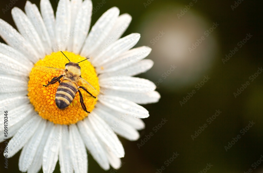 Bee and flower. A large bee collecting pollen on flower on a Sunny day. Summer and spring background