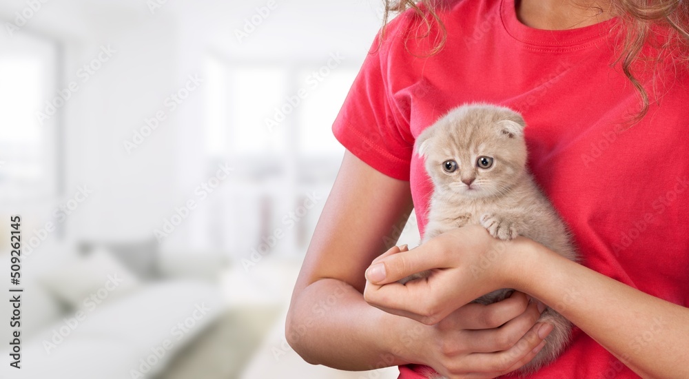 The relationship between a cat and a person. The hands caress the cat.