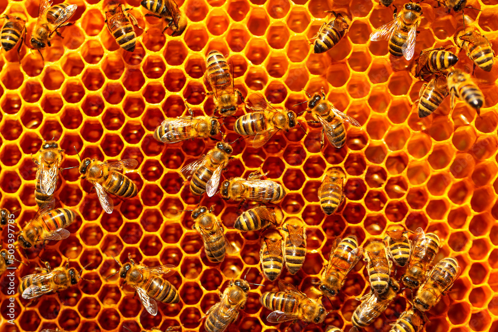 Honey frame, with sealed and sealed honey. Texture