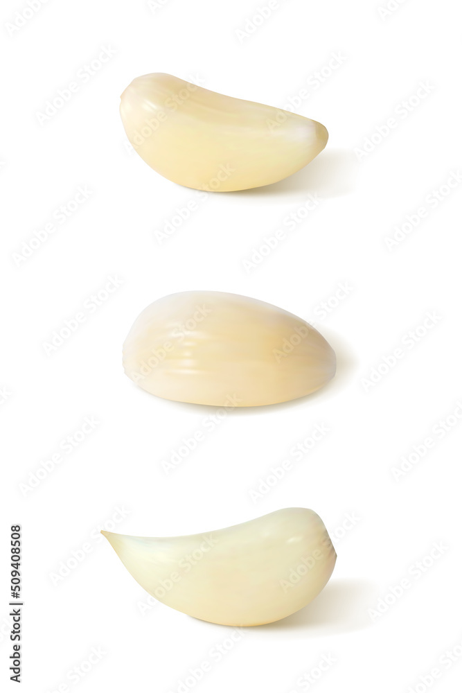 Peeled garlic. Isolated vector illustration