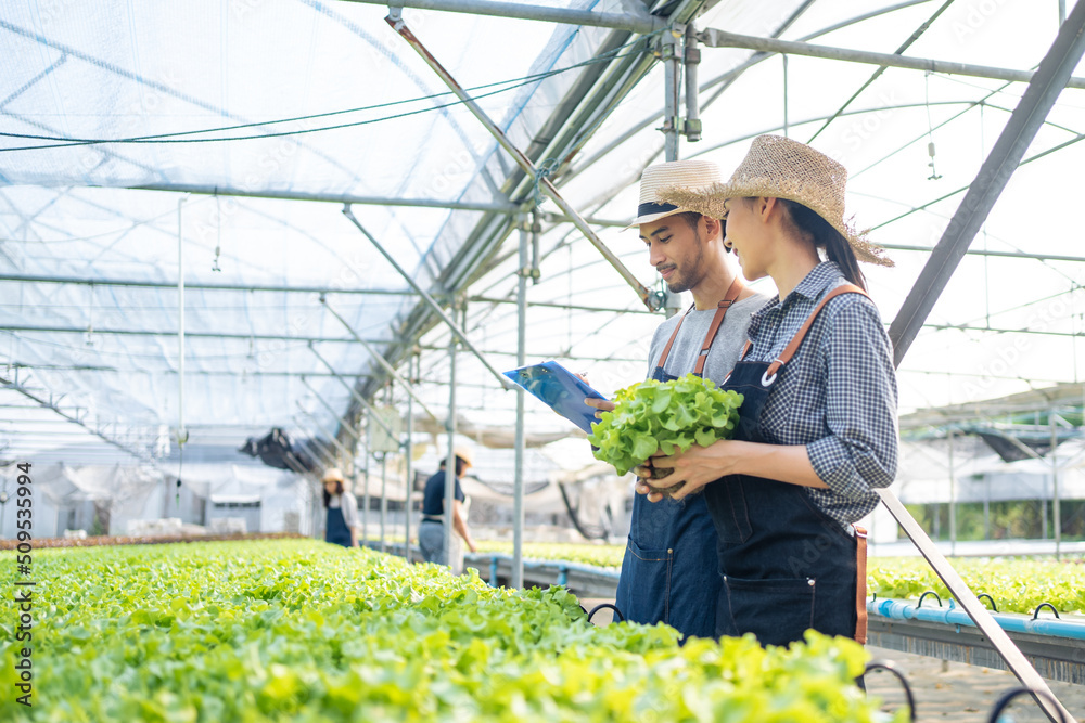 Asian farmers couple work in vegetables hydroponic farm with happiness	