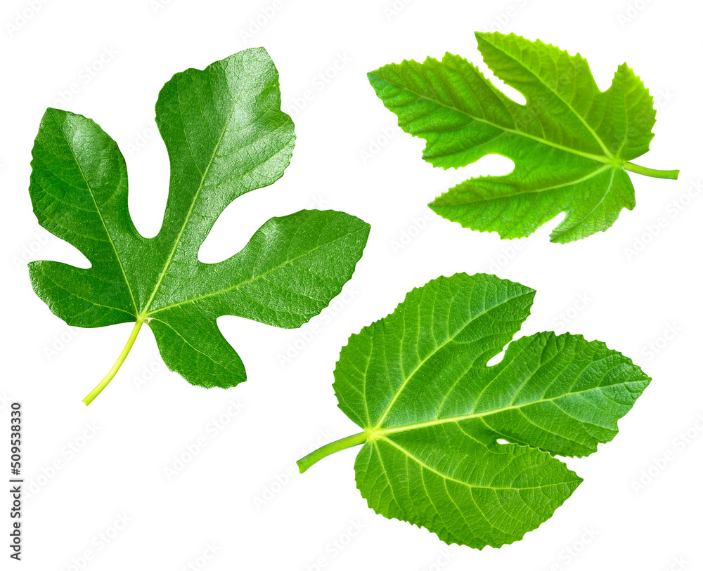 Fig leaf isolated on white background