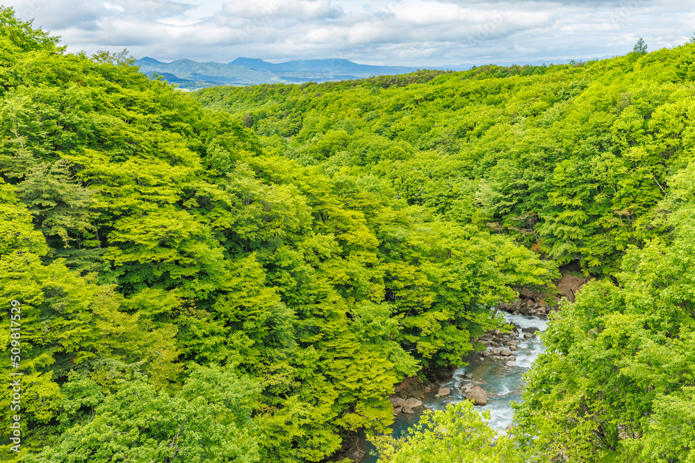 山間部を流れる綺麗な川と新緑の木