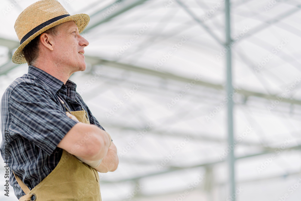 old senior caucasian farmer concentrate focus checking hydroponic soiless  vegetable rack farm in gr