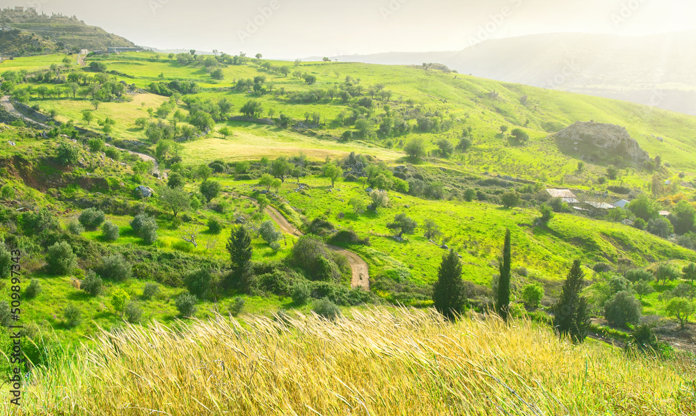 Cyprus countryside landscape with yellow crops, green agricultural fields and olive trees