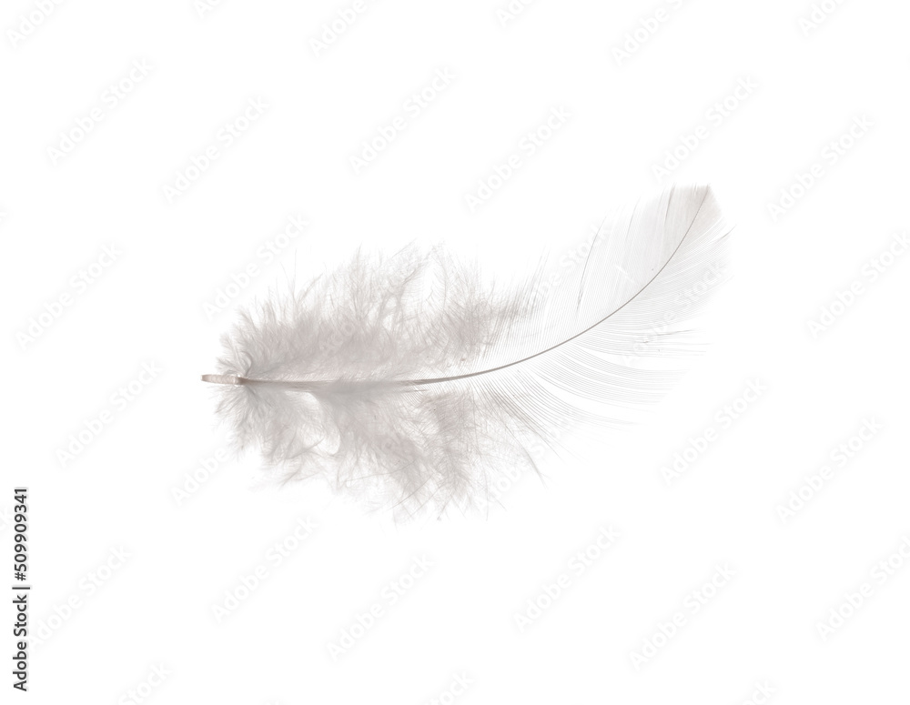 Beautiful feather on white background