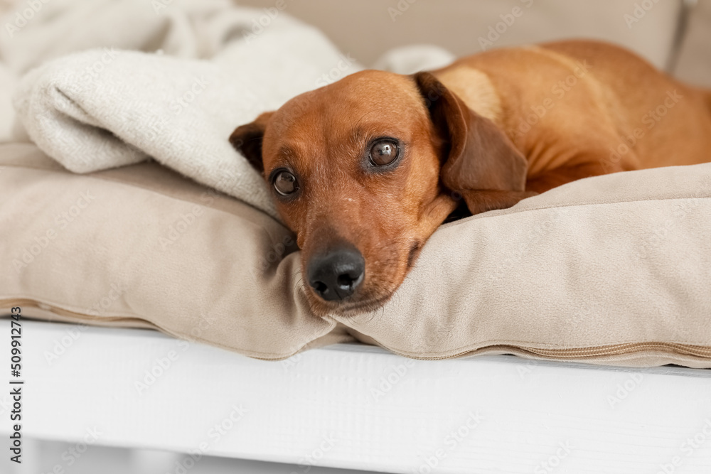 可爱的达克斯猎犬躺在客厅的沙发上，特写