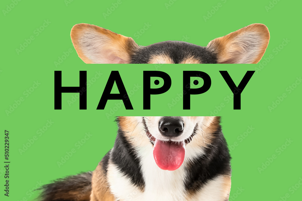 Cute corgi dog on white background