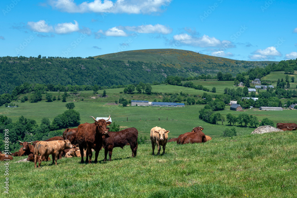 Paysage des Monts du Cantal aux alentours du village de Salers avec un troupeau de vaches Salers qui