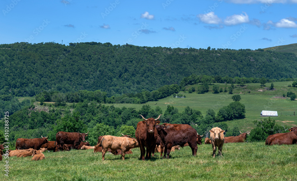 Paysage des Monts du Cantal aux alentours du village de Salers avec un troupeau de vaches Salers qui