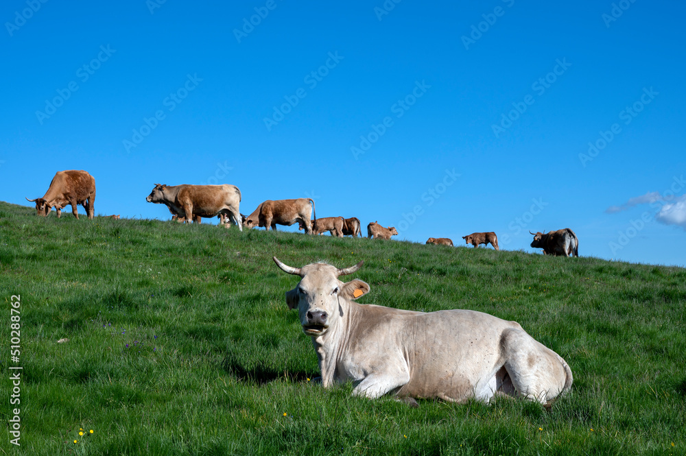 Paysage des crêtes des Monts du Cantal autour du col de Legal au printemps avec des vaches qui brout