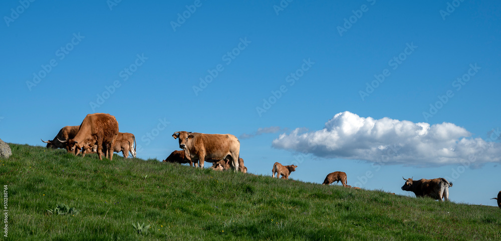 Paysage des crêtes des Monts du Cantal autour du col de Legal au printemps avec des vaches qui brout