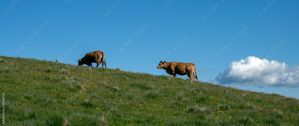 Paysage des crêtes des Monts du Cantal autour du col de Legal au printemps avec des vaches qui brout