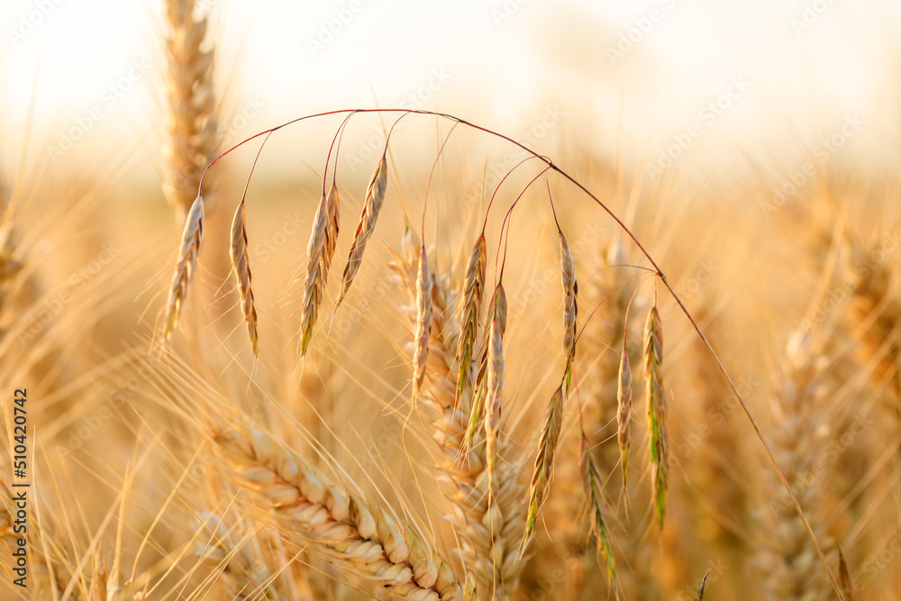 Ripe wheat field nature scenery in summer field. Agricultural scene.