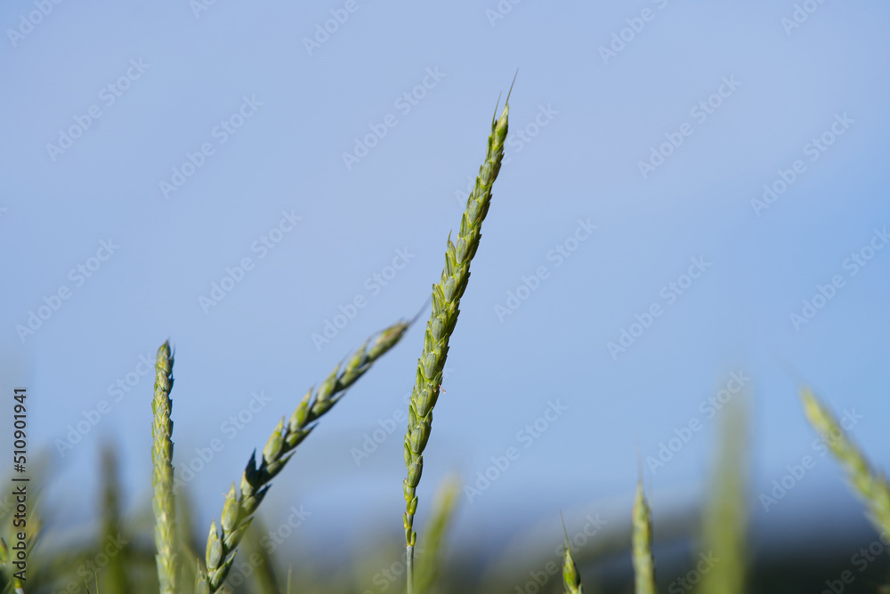 Spelt field with close-up of spikes on a sunny summer day near village Forch, Canton Zürich. Photo t