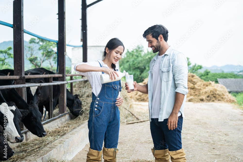 亚洲一男一女奶农在牛棚里拿着牛奶的画像。