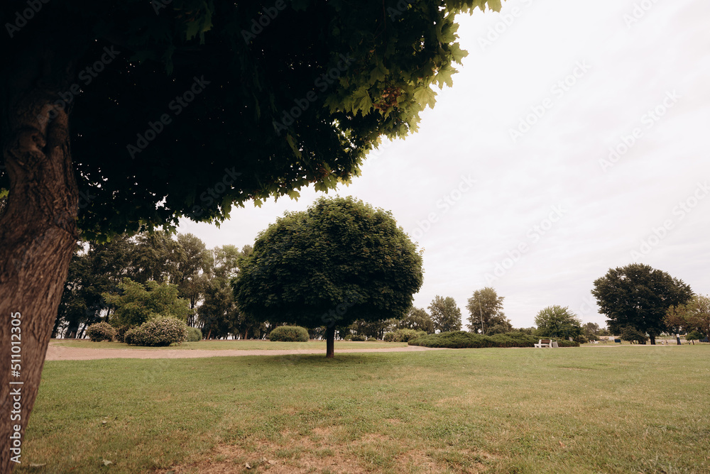 tree in the park