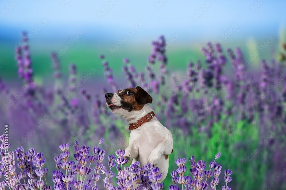 Cute small pet dog looking in lavender flower herb field in summer outdoor