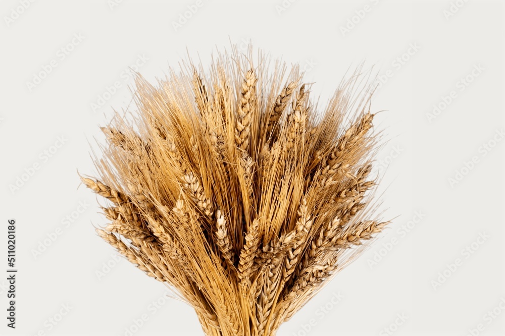 Wheat ears, 
the concept of the Israeli holiday Shavuot