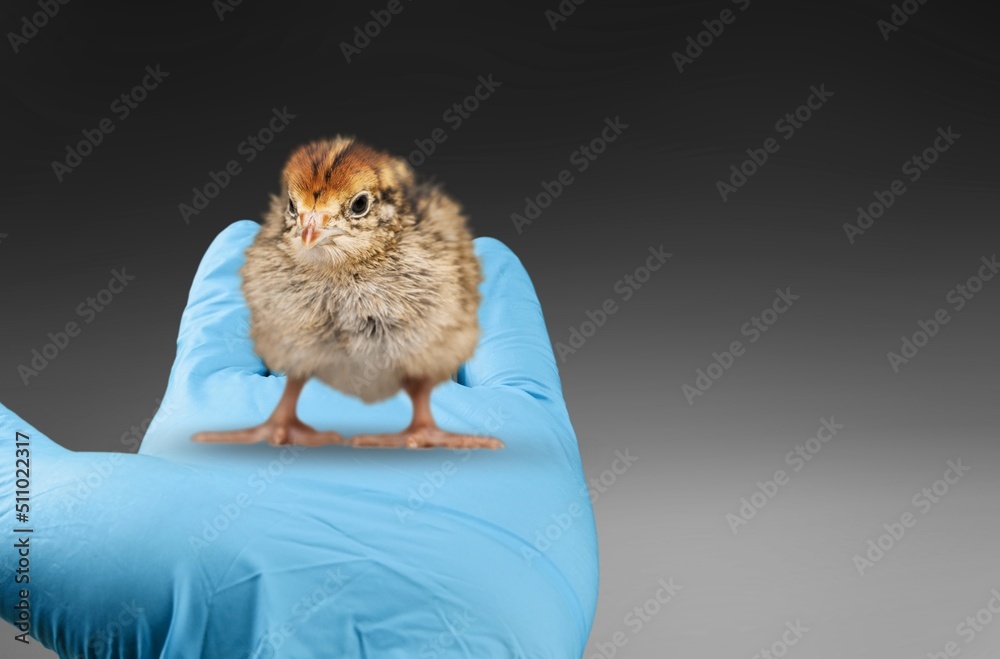 Veterinarians hands in surgical gloves holding small bird, after attacked and injured concept.