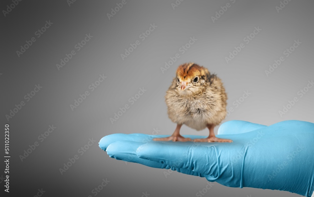 Veterinarians hands in surgical gloves holding small bird, after attacked and injured concept.