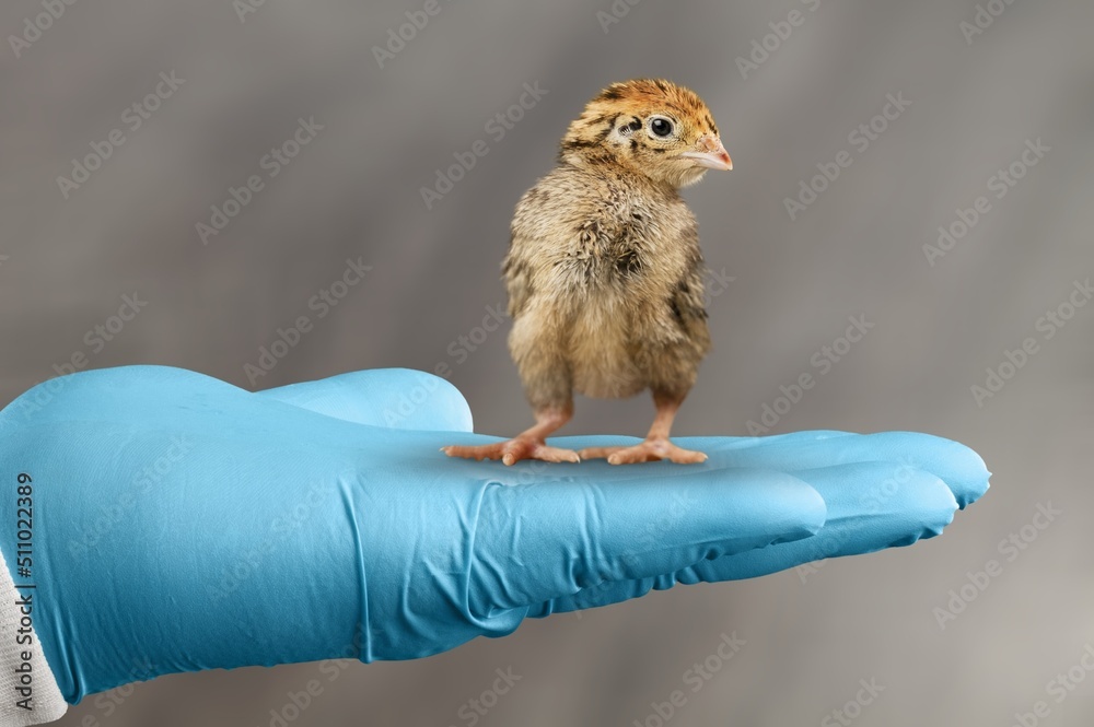 Veterinarians hands in surgical gloves holding small bird, after attacked and injured concept.