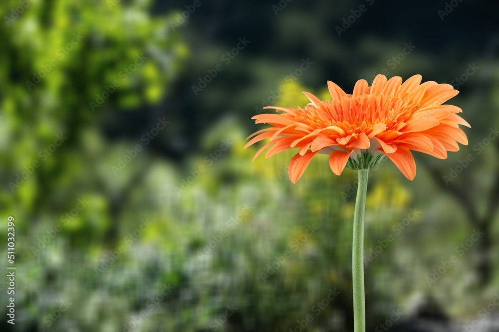 multicolor flowers in the garden, landscape background