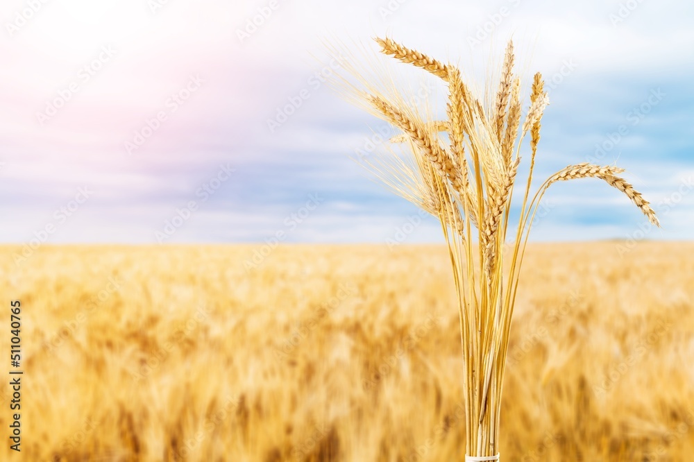 Golden  fresh ears of wheat in spring field. Agriculture scene.