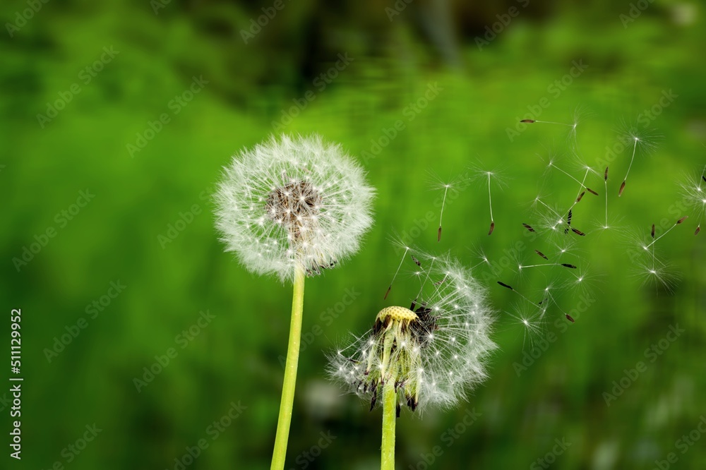 风景背景中美丽的花朵蒲公英