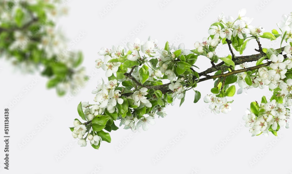 cherry bloom branch, spring concept