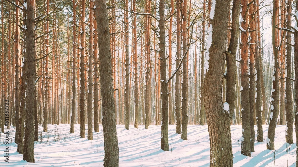 4K美丽的阴影来自冬季雪地上运动的松树。森林里的阳光。日落S