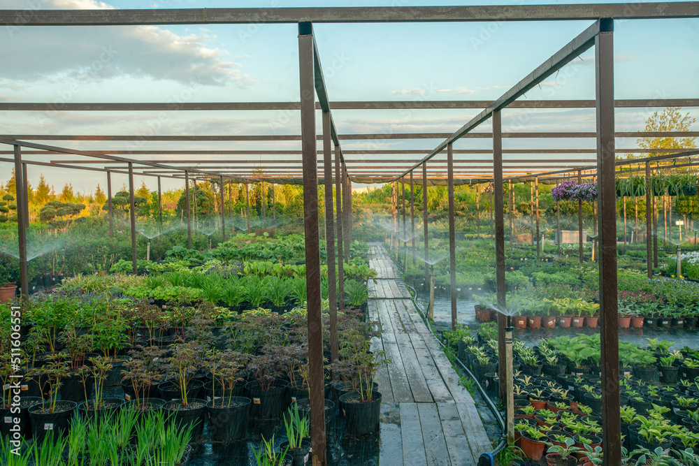 Amazing  small potted plants in nursery  in Moscow oblast   -   now   sunset and watering