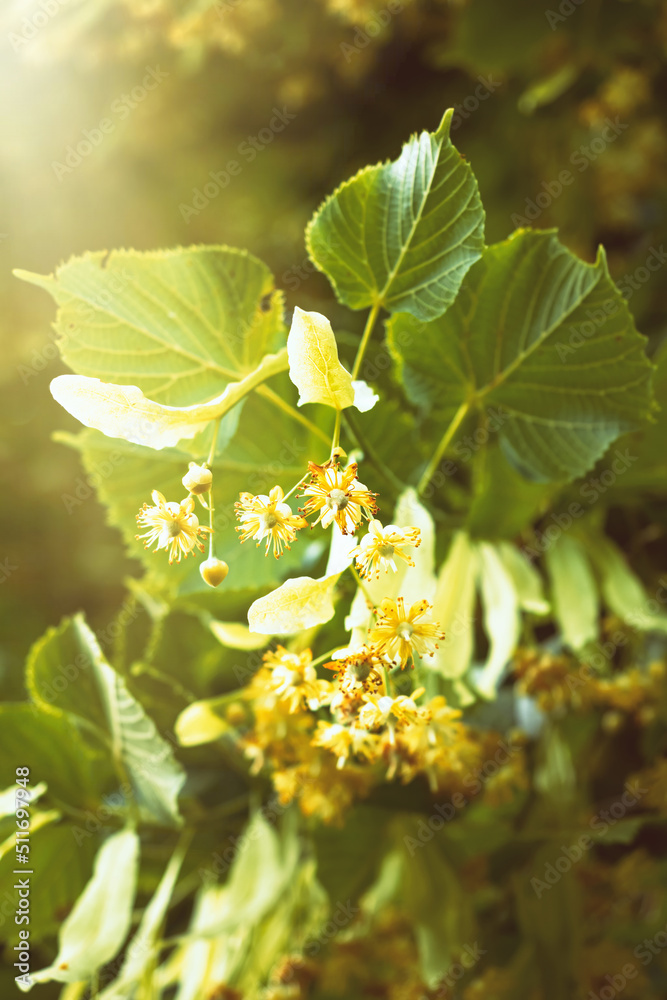 小叶椴树（Tilia Cordata）的开花。黄色花朵覆盖的树枝使用