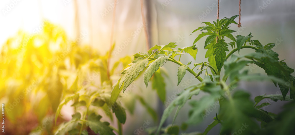 在家里的温室空地上种植西红柿