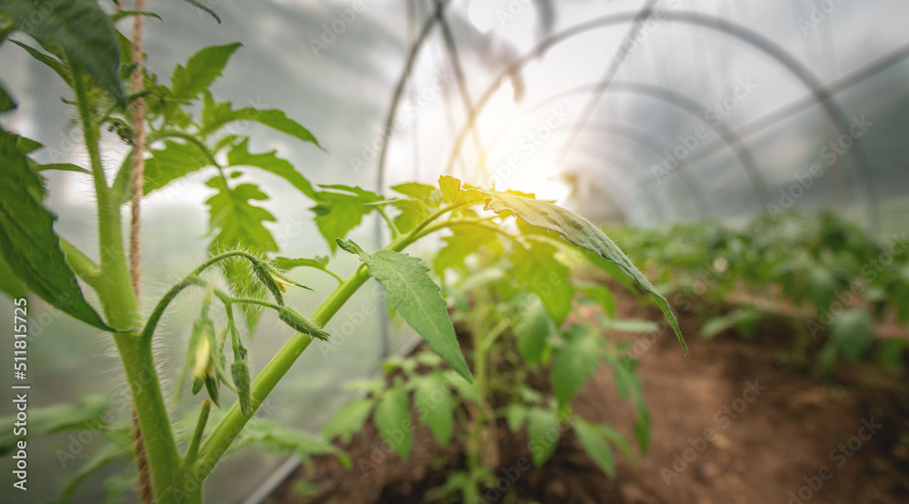 Growing tomatoes at home in the open field in a greenhouse