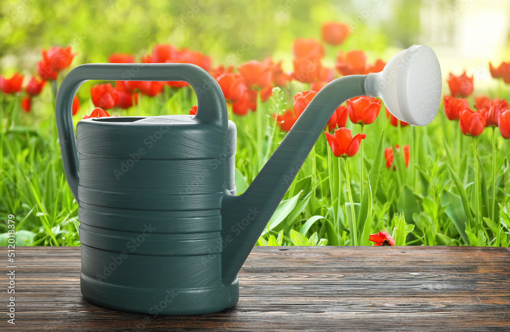 Watering can on table in garden with beautiful blooming tulips