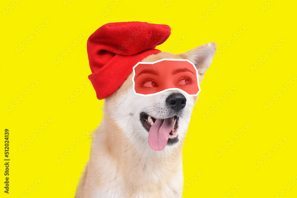 Cute Akita Inu dog with human eyes on yellow background