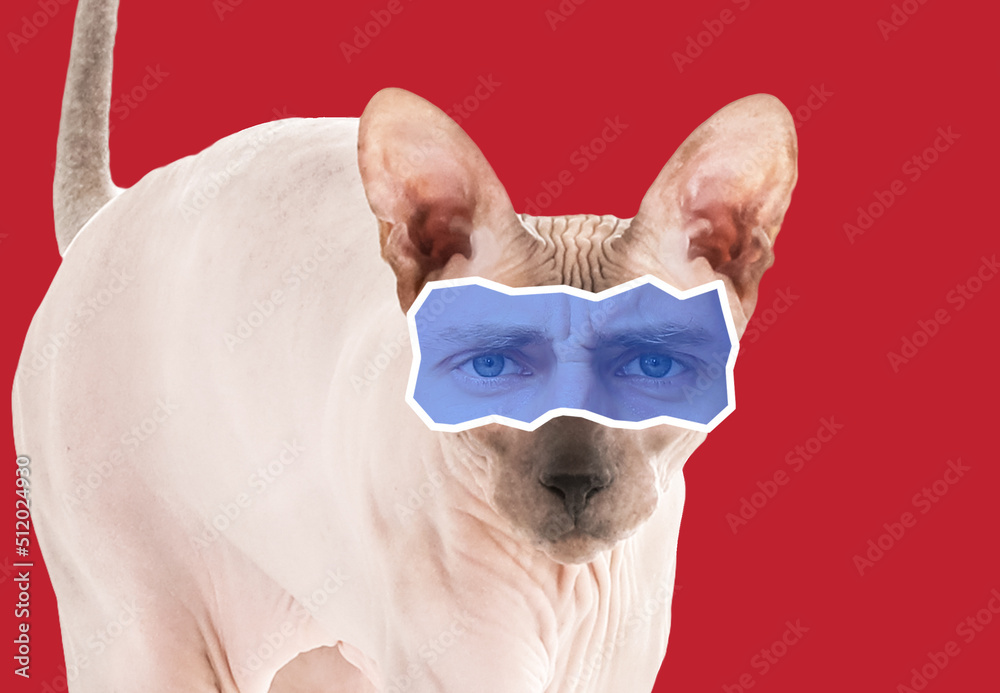 Funny Sphynx cat on white background