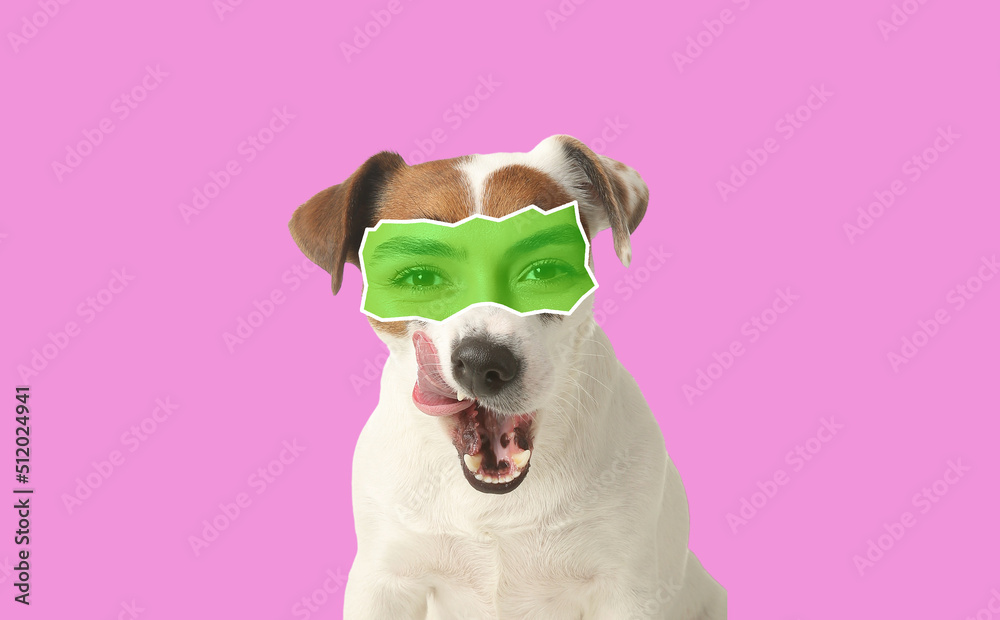 Cute Jack Russell Terrier on white background