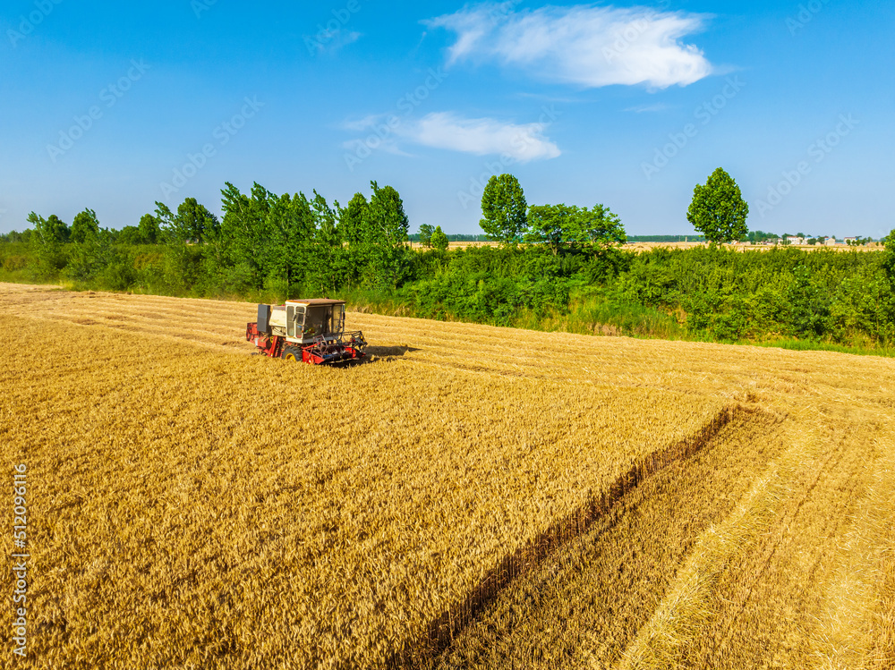 Harvesters work on the farm. Combine harvester agricultural machine is harvesting golden ripe wheat 