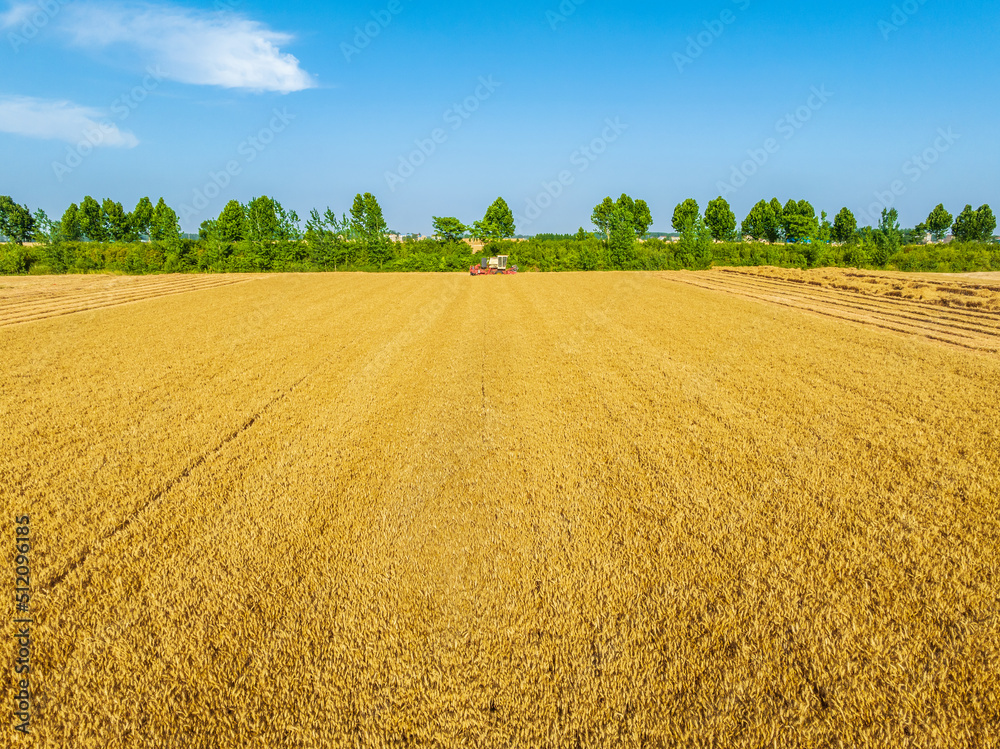 Harvesters work on the farm. Combine harvester agricultural machine is harvesting golden ripe wheat 