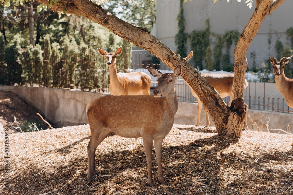 deer in the woods