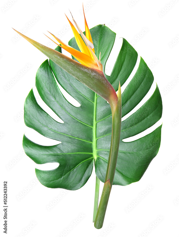 Fresh tropical monstera leaf on white background