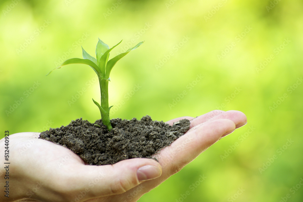 hands holding a plant