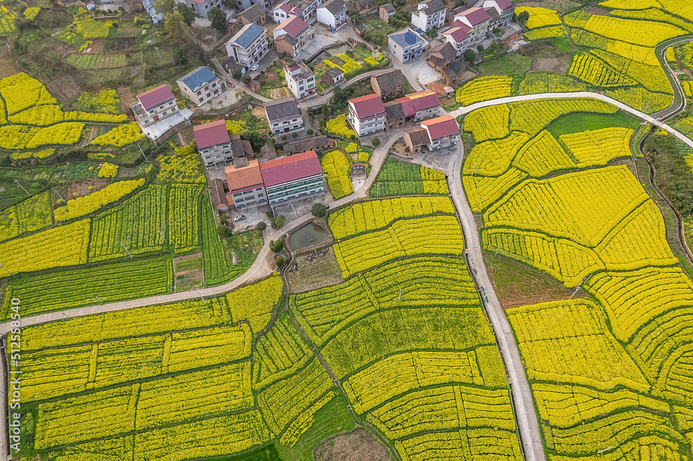 美丽的山村，油菜花在春天绽放